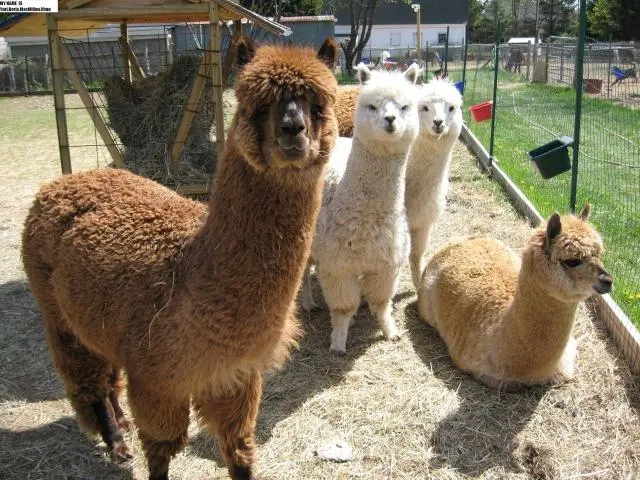 b3119313b07eca8034fc4ad6bc2334d8a144830f.webp.jpg b3119313b07eca8034fc4ad6bc2334d8a144830f.webp.jpg